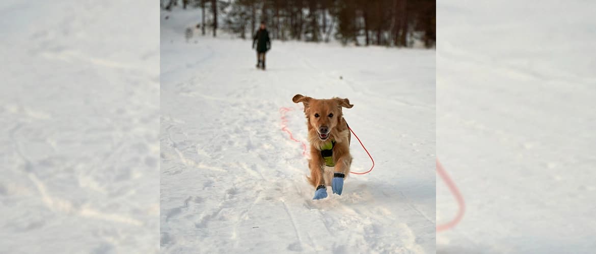 a golden retriever wearing blue booties and a red leash, happily running on snow toward the camera. A person is visible in the background.